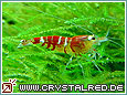 Kristallrote Zwerggarnele Crystal Red