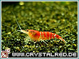 Kristallrote Zwerggarnele Crystal Red