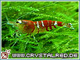 Kristallrote Zwerggarnele Crystal Red