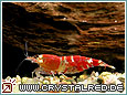 Kristallrote Zwerggarnele Crystal Red