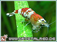 Kristallrote Zwerggarnele Crystal Red