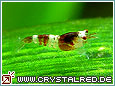 Kristallrote Zwerggarnele Crystal Red