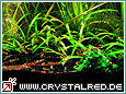 Kristallrote Zwerggarnele Crystal Red