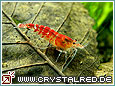 Kristallrote Zwerggarnele Crystal Red