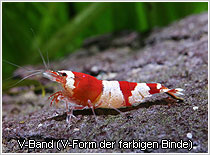 Crystal Red 'V-Band'